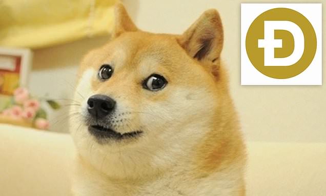 Detail Doge Background Nomer 5