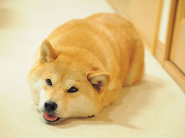 Detail Doge Background Nomer 40