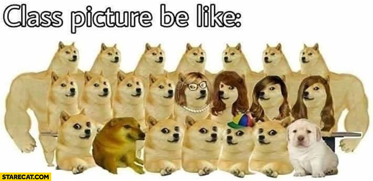 Detail Doge Background Nomer 45