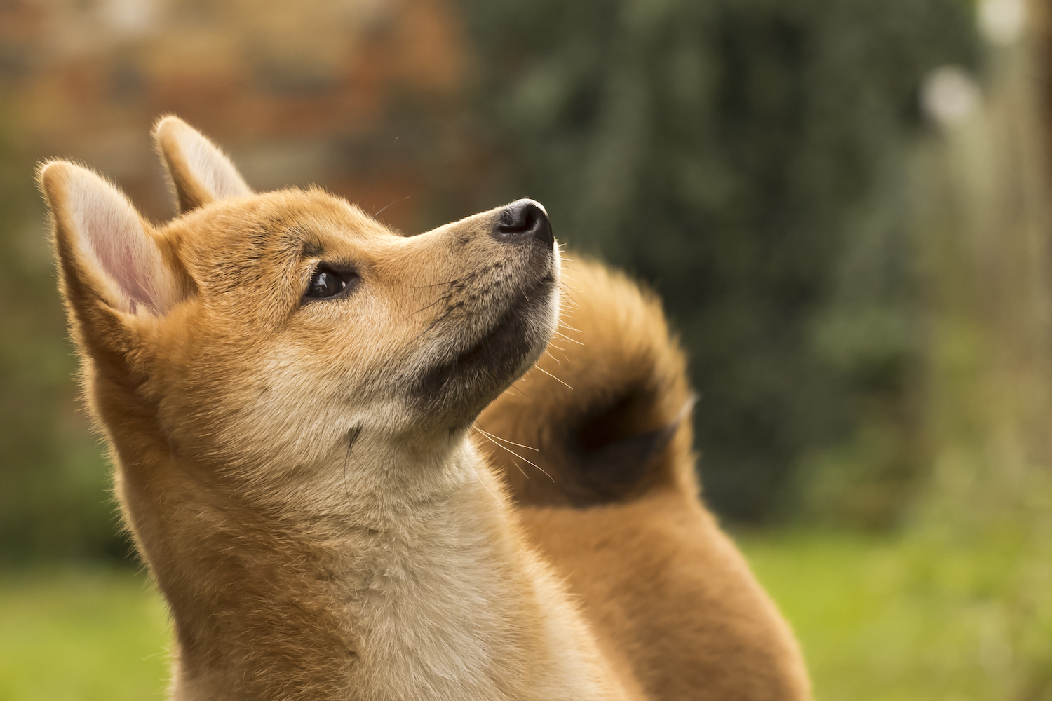 Detail Doge Background Nomer 47