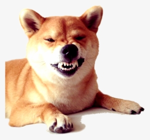 Detail Doge Head Png Nomer 29