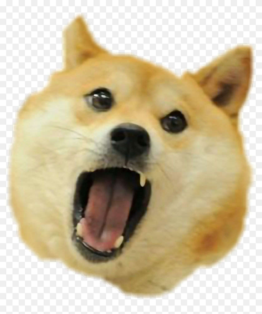 Detail Doge Head Png Nomer 7