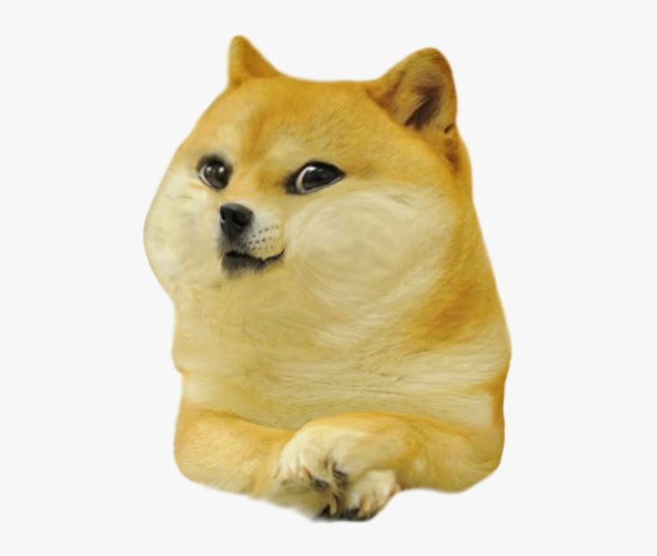 Detail Doge Meme Transparent Nomer 7