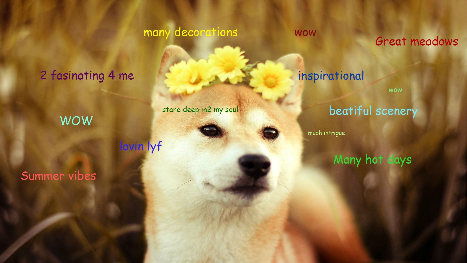 Detail Doge Much Excite Nomer 12