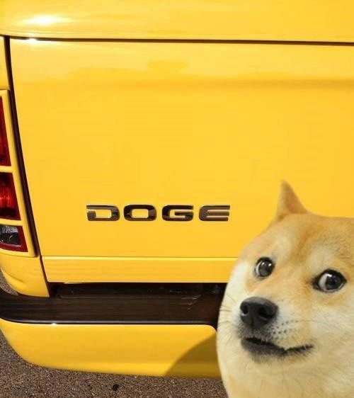 Detail Doge Much Excite Nomer 45