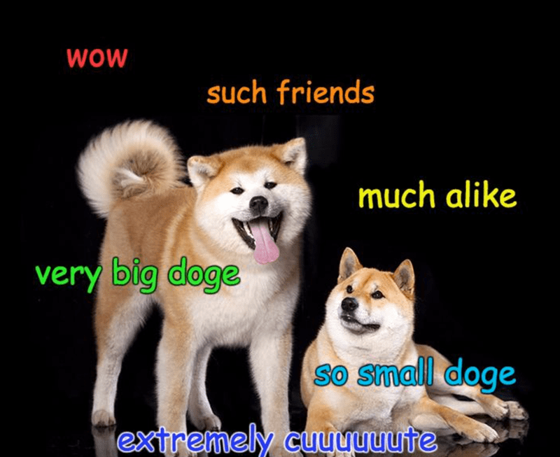 Detail Doge Much Excite Nomer 48