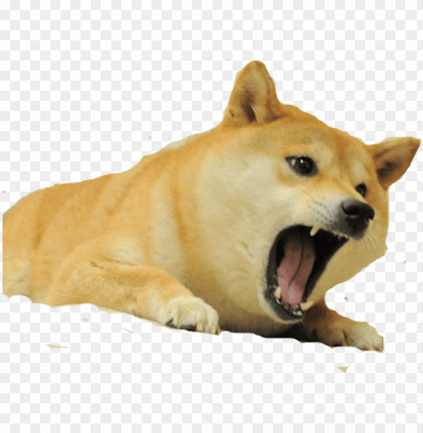 Detail Doge Png Nomer 17