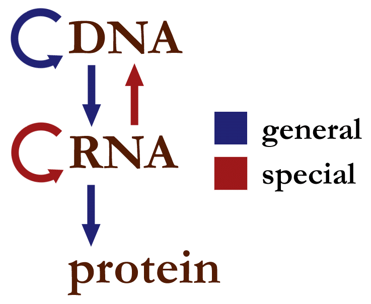 Dogma Sentral Biologi Molekuler - KibrisPDR