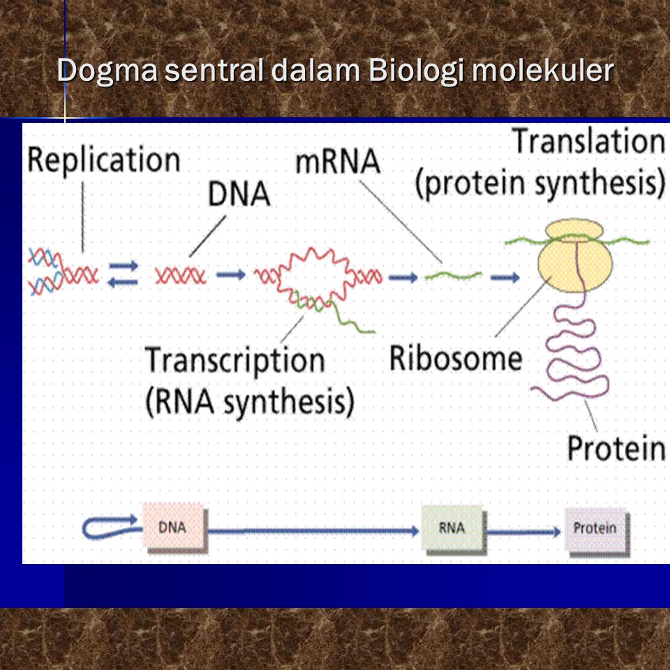 Detail Dogma Sentral Biologi Molekuler Nomer 9