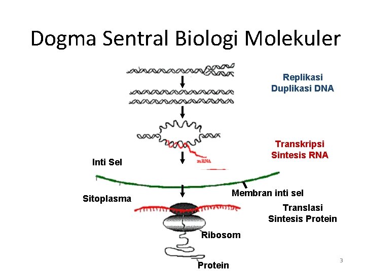 Detail Dogma Sentral Biologi Molekuler Nomer 15