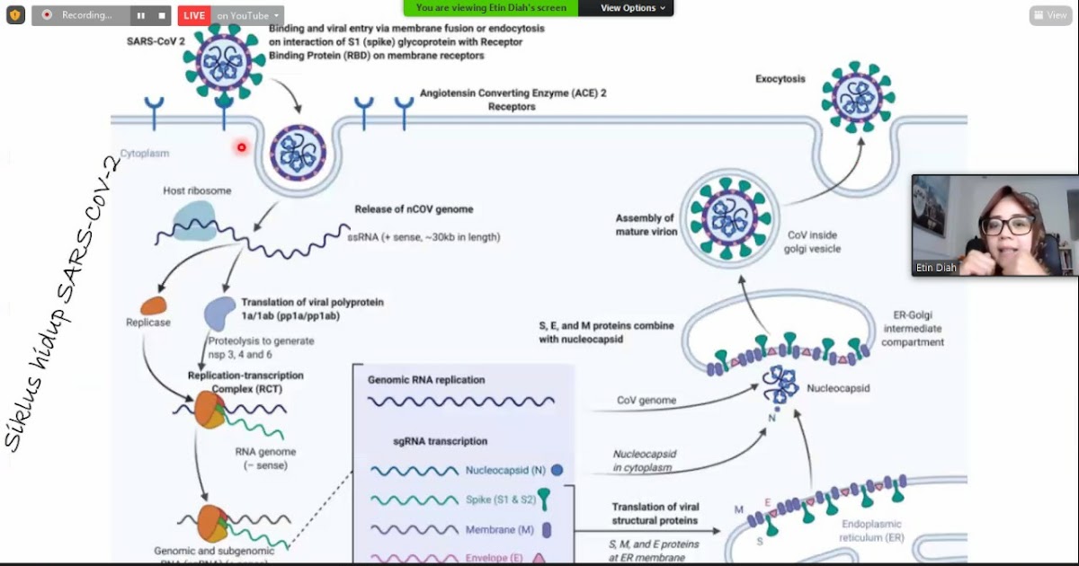 Detail Dogma Sentral Biologi Molekuler Nomer 16