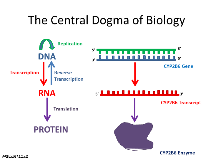 Detail Dogma Sentral Biologi Molekuler Nomer 22