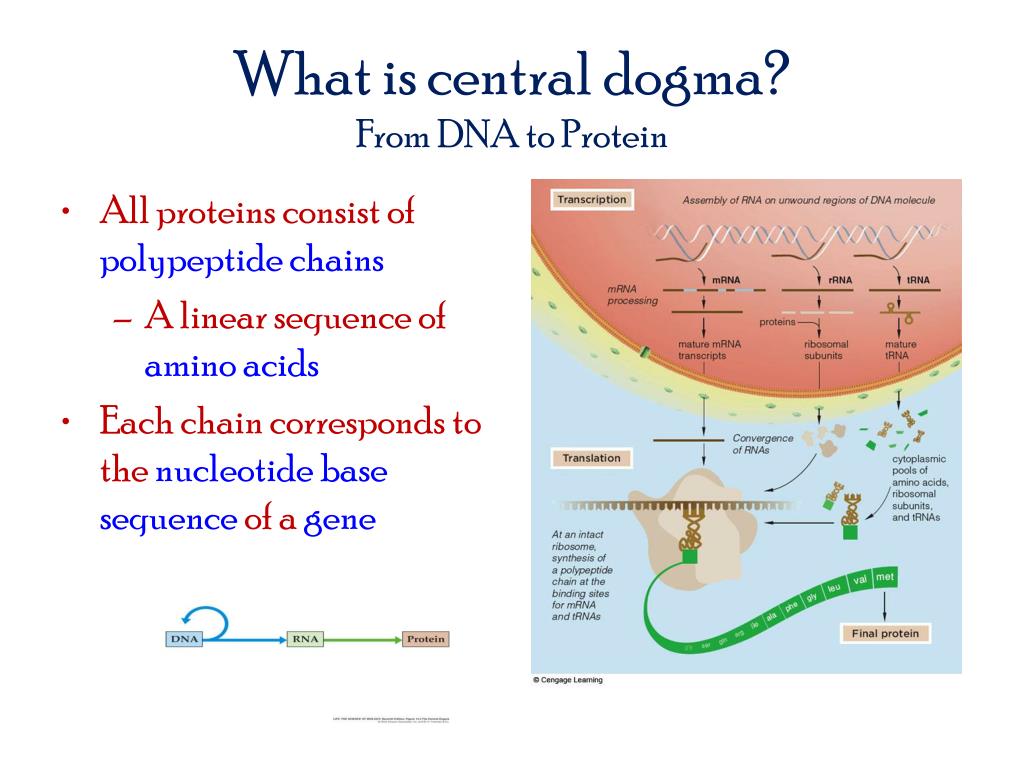 Detail Dogma Sentral Biologi Molekuler Nomer 25