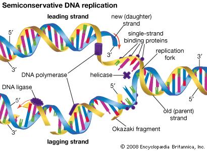 Detail Dogma Sentral Biologi Molekuler Nomer 27