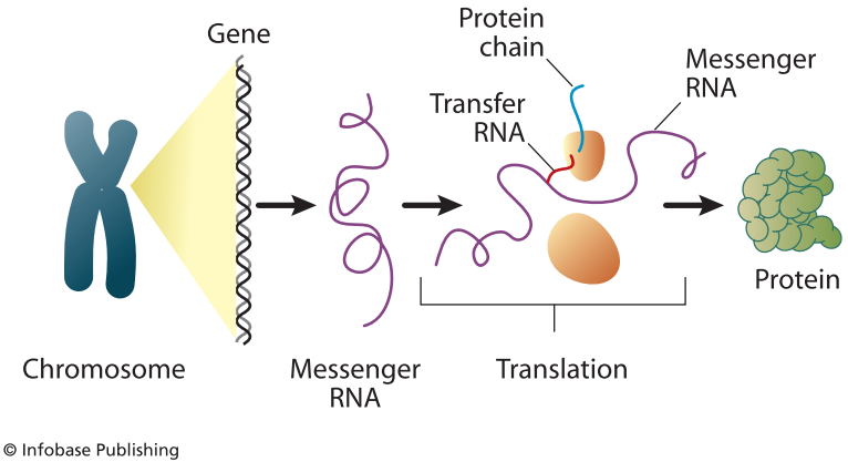 Detail Dogma Sentral Biologi Molekuler Nomer 35