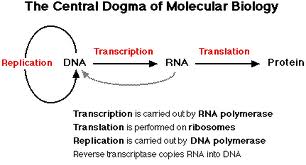 Detail Dogma Sentral Biologi Molekuler Nomer 36