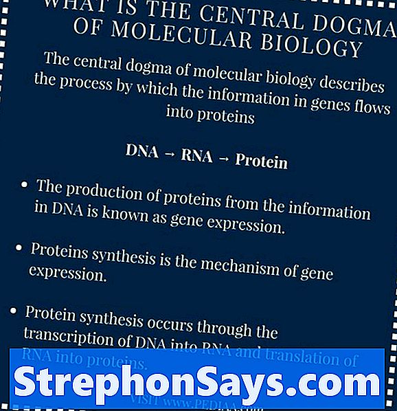 Detail Dogma Sentral Biologi Molekuler Nomer 40