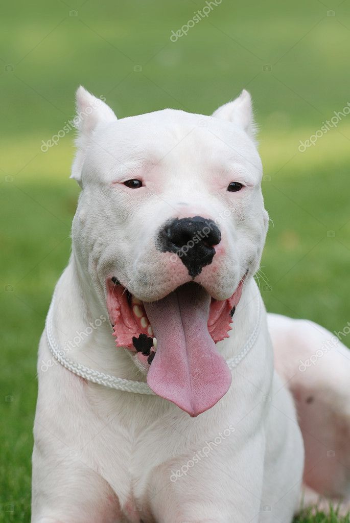 Detail Dogo Argentino Indonesia Nomer 21