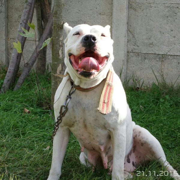 Detail Dogo Argentino Indonesia Nomer 40