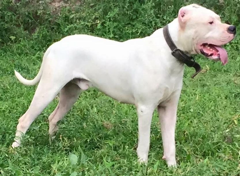 Detail Dogo Argentino Indonesia Nomer 43