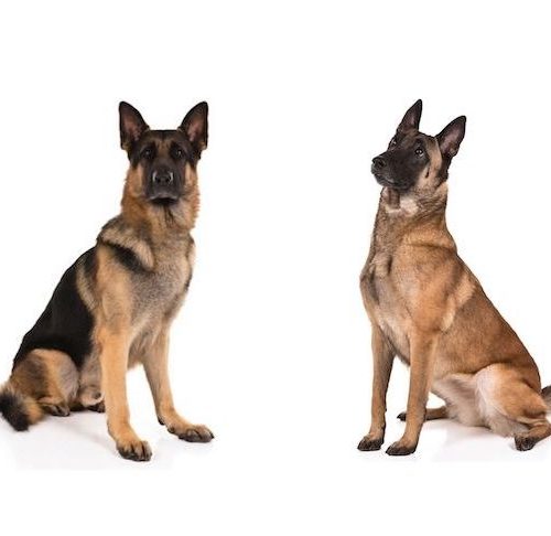 Detail Dogs German Shepherd Pictures Nomer 35