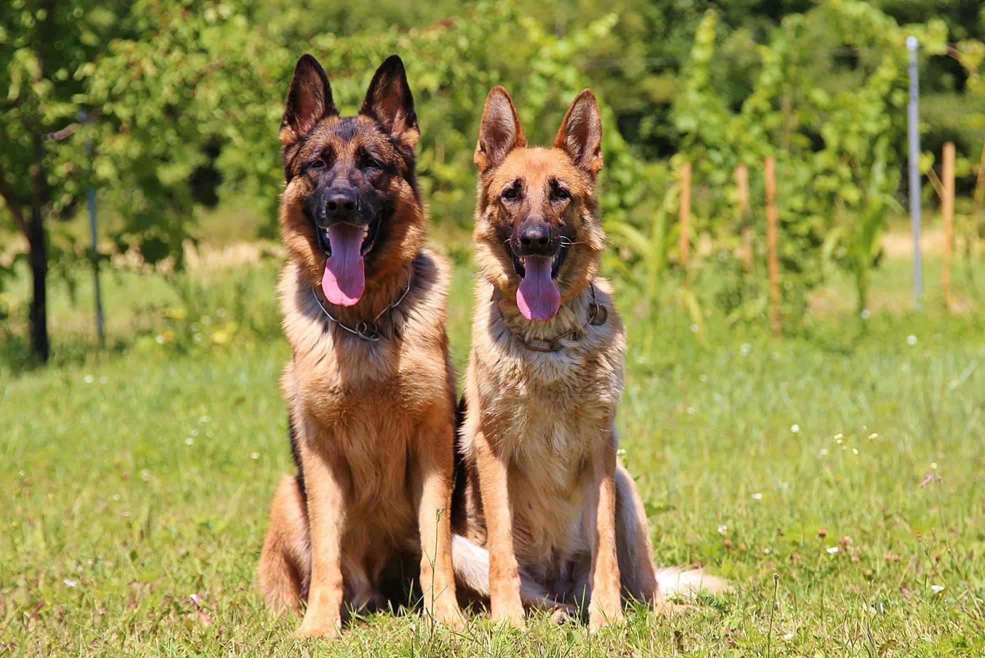 Detail Dogs German Shepherd Pictures Nomer 43