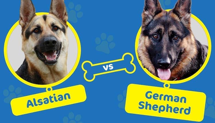 Detail Dogs German Shepherd Pictures Nomer 46