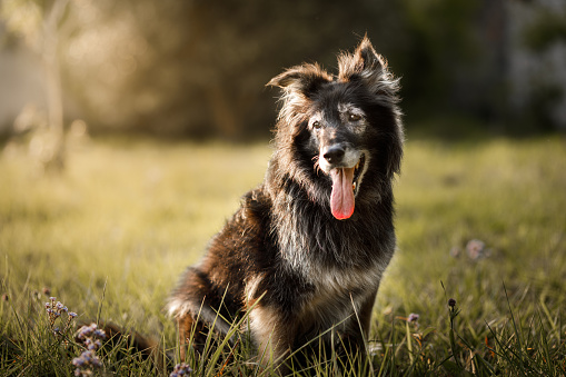 Detail Dogs Photos Download Nomer 47