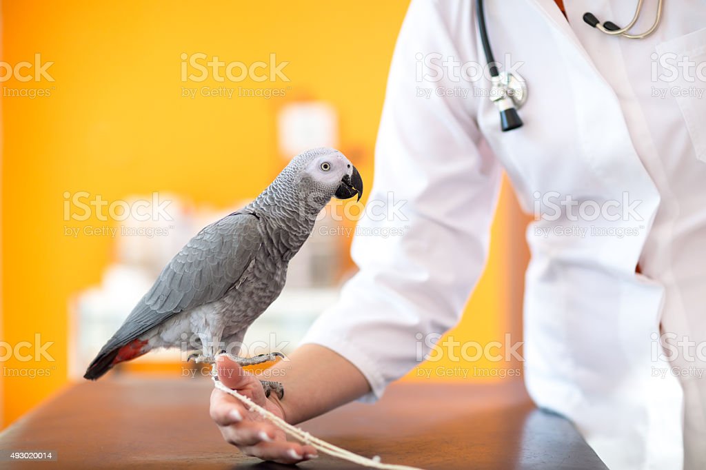 Detail Dokter Hewan Burung Nomer 18