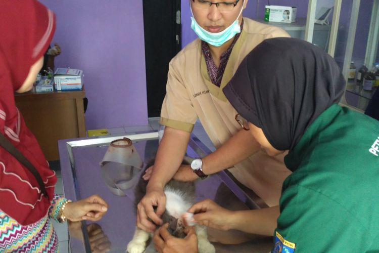 Detail Dokter Hewan Gratis Nomer 49