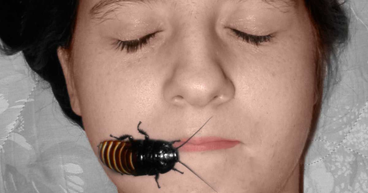 Detail Dollar Tree Roach Killer Nomer 25