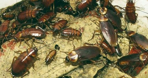 Detail Dollar Tree Roach Killer Nomer 30