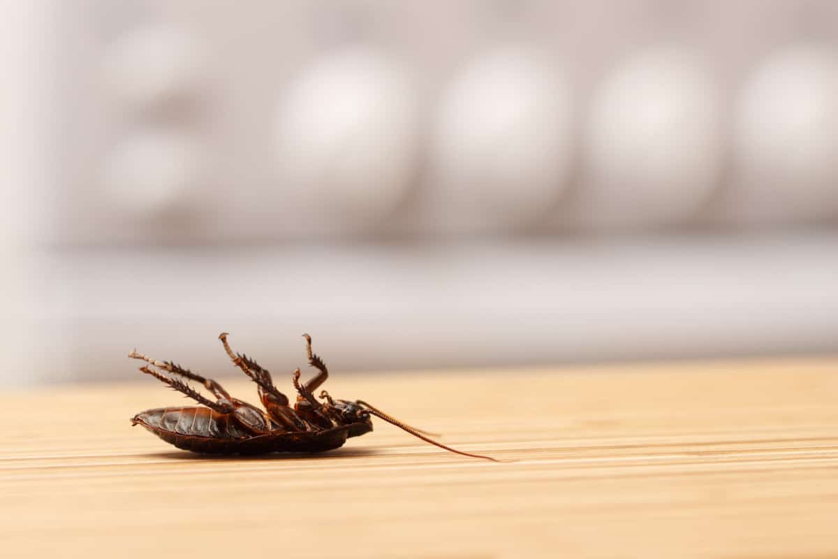 Detail Dollar Tree Roach Killer Nomer 32
