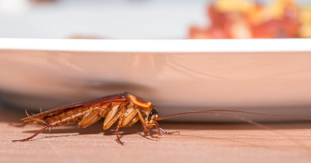 Detail Dollar Tree Roach Killer Nomer 41