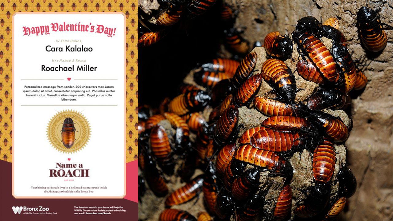 Detail Dollar Tree Roach Killer Nomer 48
