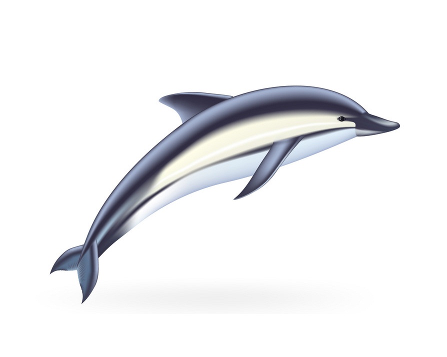 Detail Dolphin Clipart Nomer 44