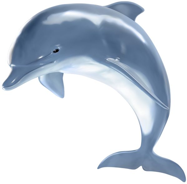 Detail Dolphin Clipart Png Nomer 24