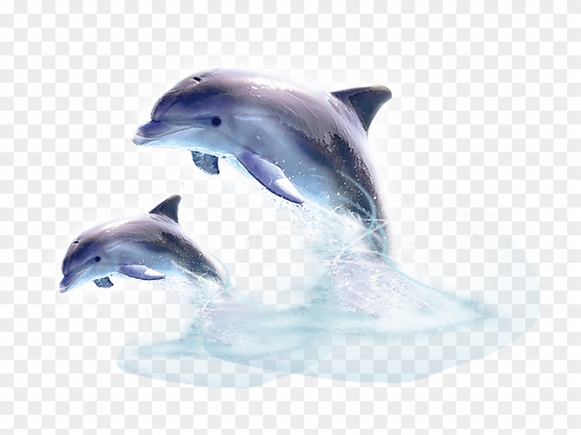 Detail Dolphin Clipart Png Nomer 31