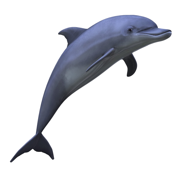 Detail Dolphin Clipart Transparent Nomer 16