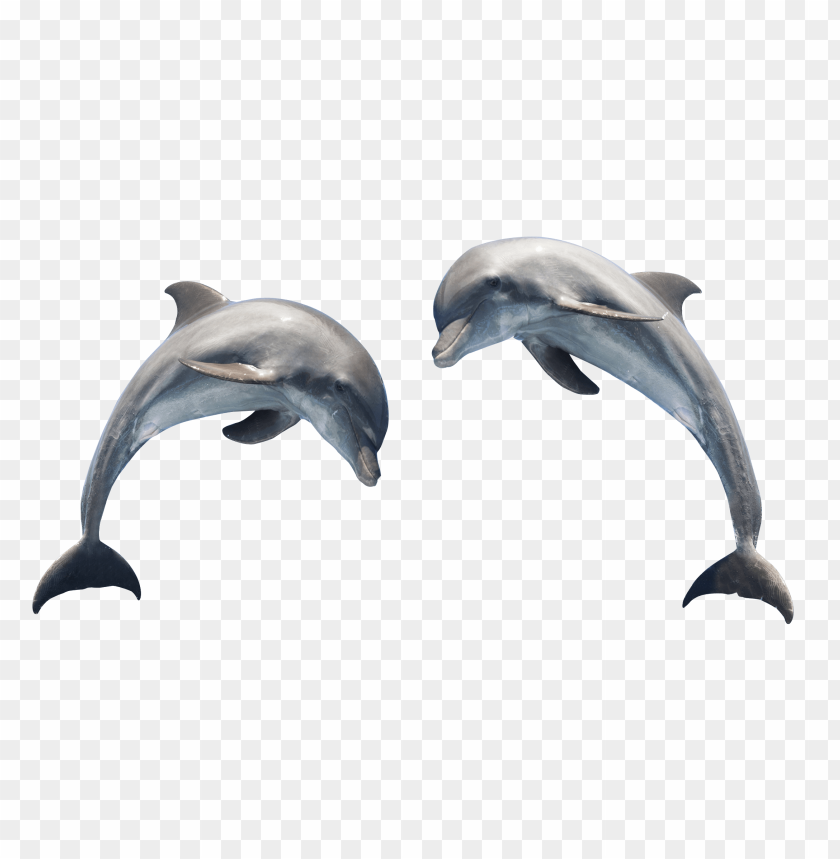 Detail Dolphin Download Nomer 50