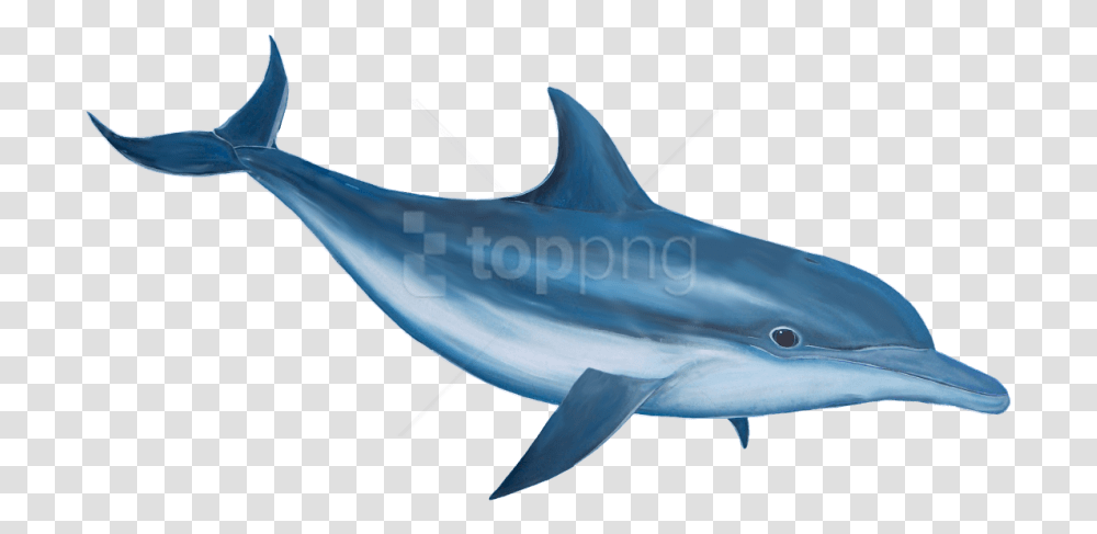 Detail Dolphin Free Download Nomer 16