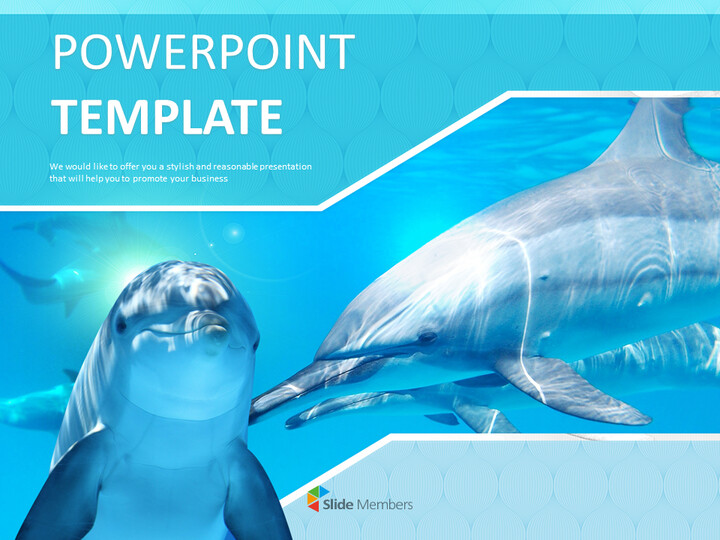Detail Dolphin Free Download Nomer 29