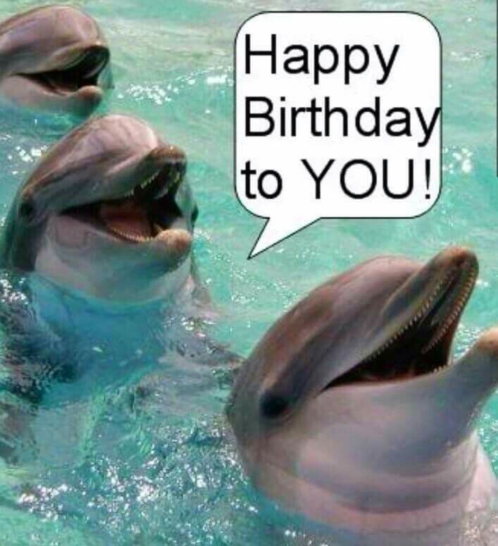 Detail Dolphin Happy Birthday Meme Nomer 2