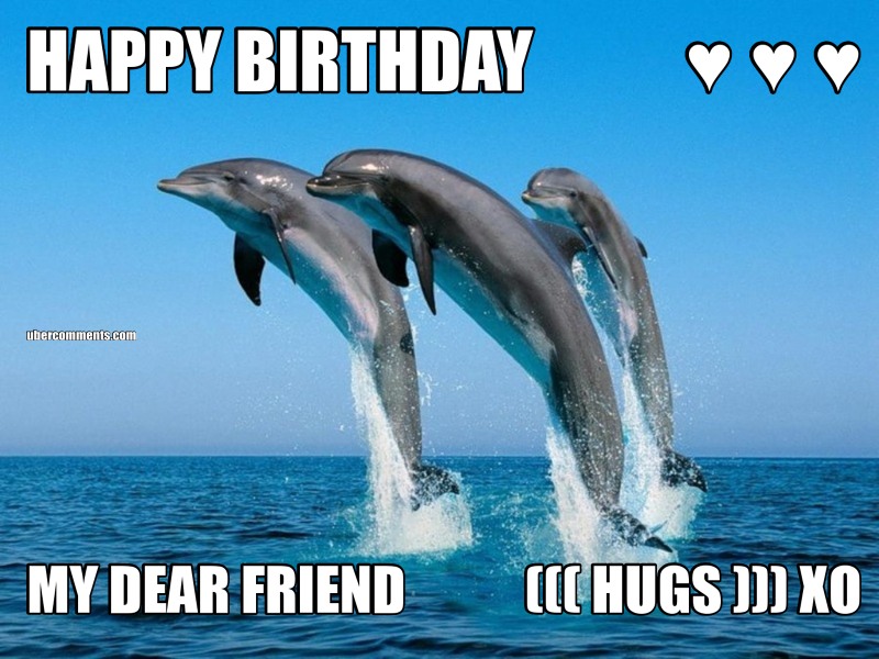 Detail Dolphin Happy Birthday Meme Nomer 16