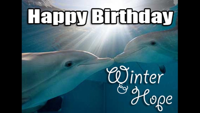 Detail Dolphin Happy Birthday Meme Nomer 28