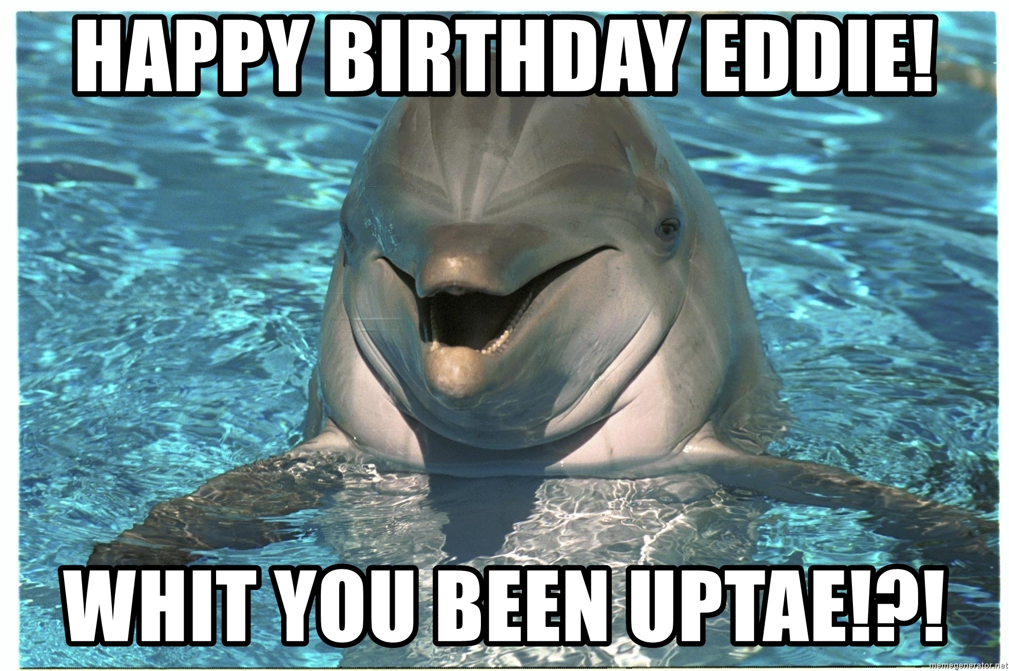 Detail Dolphin Happy Birthday Meme Nomer 29