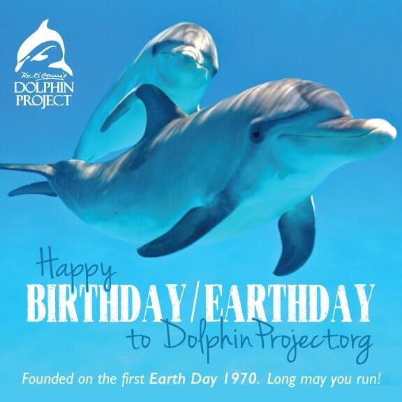 Detail Dolphin Happy Birthday Meme Nomer 33