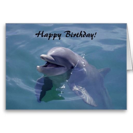 Detail Dolphin Happy Birthday Meme Nomer 5