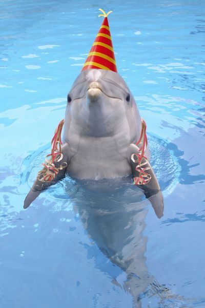 Detail Dolphin Happy Birthday Meme Nomer 44