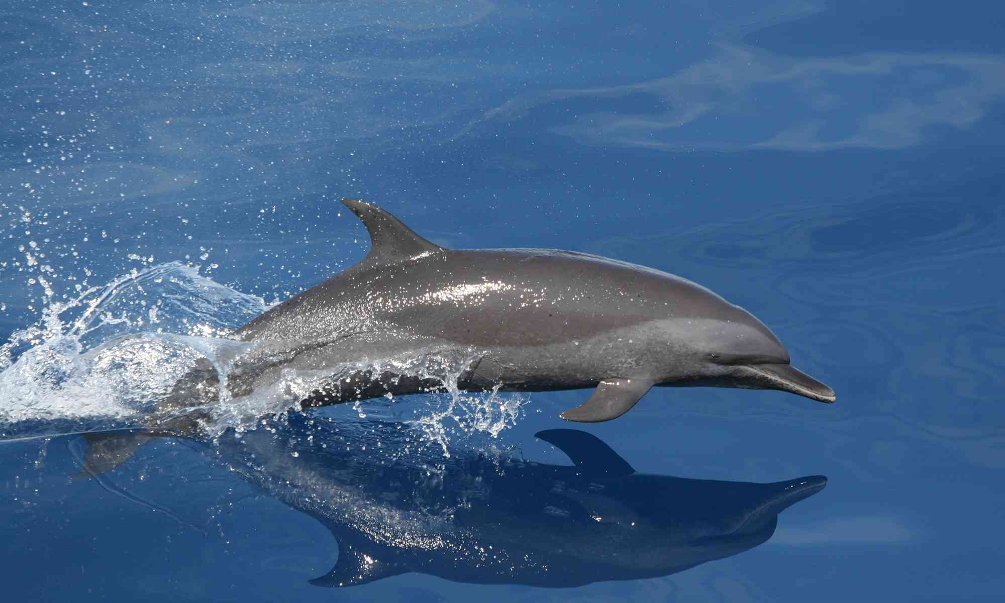 Detail Dolphin Image Nomer 5